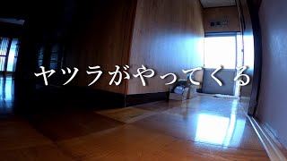 2024年1月27日(土) 隙あらば自分で戸を開けて侵入してくる柴犬達【冬】