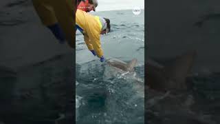 'AMBER Alert for shark attacks' bill passes House