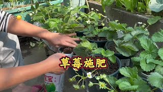 草莓进入膨果期，给它施点专用肥，施肥变的好方便