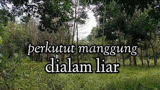 perkutut manggung dialam liar suara lantang menggema