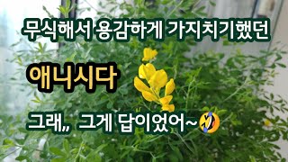 애니시다가 이렇게나 많이 자랐어요. 경험 공유할게요~🌳