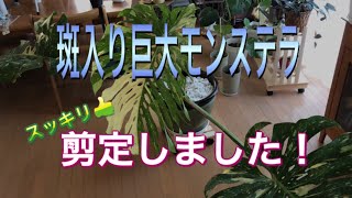 斑入り巨大モンステラ　剪定【観葉植物】【モンステラ】【モンステラデリシオーサ】【斑入り】【剪定】【植え替え】【成長記録】