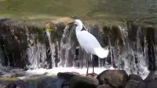 大泉緑地の鳥（２０１５年３月３０日）-1