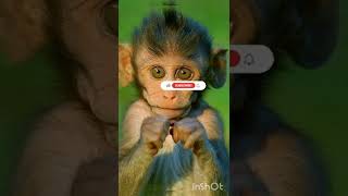 ലോകത്തിലെ ഏറ്റവും ചെറിയ കുരങ്ങൻ /Marmoset monkey 🥶😨😱😱