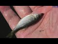 暑いときはタナゴは底におる・・？【夏のタナゴ釣り】japanese micro tanago fishing in the summer of 2020.