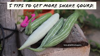 5 tips to get lots of Snake Gourd