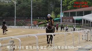 악벽마란? 악벽마는 기수 조교사를 쫄게 만든다./기수들 말을 탈때 악벽 있냐고 부터 묻는다./말들이여 정상적으로 살자/(경마장 말들)