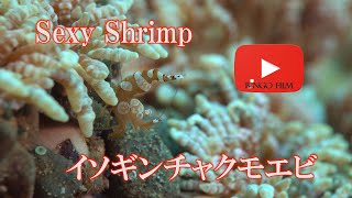 イソギンチャクモエビ　Sexy Shrimp　Squat Shrimp　Thor amboinensis