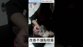 狗狗點眼藥水  #dog #各種狗狗行為問題 #訓犬