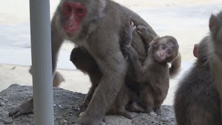 [#21] 高崎山自然動物園 マツバファミリーの日常