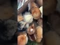 a fan sent me baby chicks