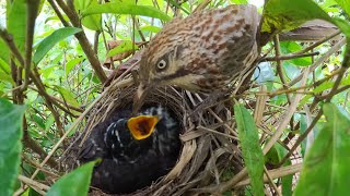 Part8,The greedy cuckoo, whose huge beak can never be filled with food.