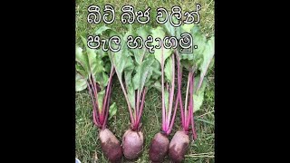 බීට් බීජ වලින් පැල හදාගමු. How to grow Beet plants from seeds.