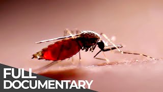 Deadly Disasters: Mosquitoes | World's Most Dangerous Natural Disasters | Free Documentary