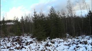 Pheasant hunting in Finland