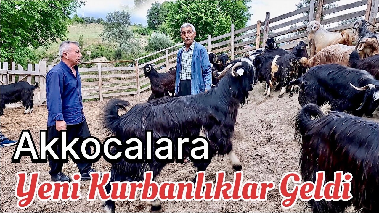 100 KİLOLUK YENİ KURBANLIKLAR GELDİ / 2024 GÜNCEL KURBANLIK FİYATLARI ...