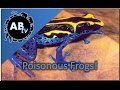 Poisonous Frogs : SnakeBytesTV : AnimalBytesTV