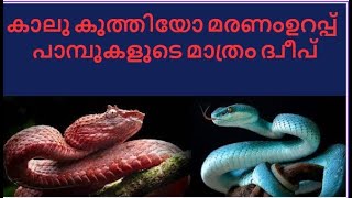 ഇവിടെ പോകാന്‍ തയ്യാറാണോ ?എന്നാല്‍ മരണം ഉറപ്പുതന്നെ | snake island #island #malayalamfacts #snake