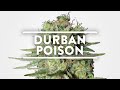 Durban Poison Strain Information | MSNL