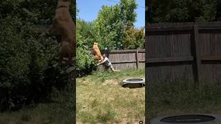 MUST WATCH: Letting my dog USE THE TRAMPOLINE, thinking nothing COULD GO WRONG..😂 FUNNY DOG MEMES