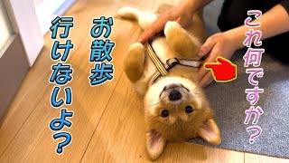 お散歩に向けて練習しようね😊首輪はちょっとお預け　頑張ろうね😉　ミックス犬 [ポメ柴]