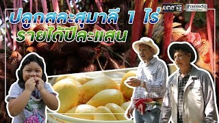 ปลูกสละสุมาลี 1 ไร่ รายได้ปีละแสน | ข่าวช่องวัน | one31