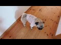 飼い主の目を盗んでしれっと悪事を働く パグ犬ぷぅ pug