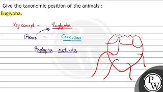 Give the taxonomic position of the animals : Euglypha.