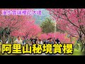 Alishan, Taiwan, cherry blossom viewing