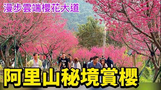 Alishan, Taiwan, cherry blossom viewing