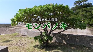 モンパノキ 種子島が自生北限種