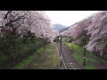 咲き誇る山北の桜の中を行く313系