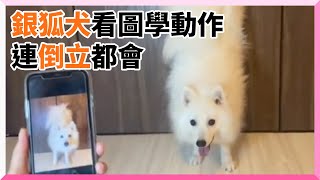 天才銀狐犬「完美複製」照片動作！倒立也輕鬆達成｜寵物動物｜狗狗｜聰明｜模仿｜日本｜萌寵｜精選影片