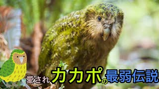 カカポ最弱伝説【ぴえん過ぎる生き物紹介】