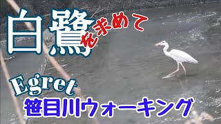 【白鷺を求めて〜Egret】笹目川ウォーキング　#しげちゃんの今日も絶好調