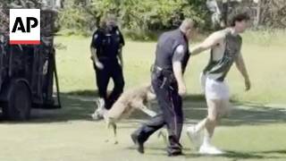 Police capture a kangaroo on the loose in Waco, Texas