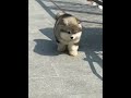 confused 😂 but cute ❤️ | Alaskan malamute | shorts