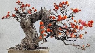 Hoa Giấy Bonsai. Hơn 60 tác phẩm, dáng thế dành cho anh em đam mê tham khảo.