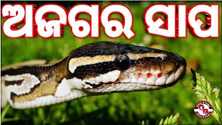 Python Snake।Ajagara Sapa।Indian Rock Python।Ball Python। ଅଜଗର ସାପ।ଓଡ଼ିଆ ଜ୍ଞାନ।Odia Gyana।