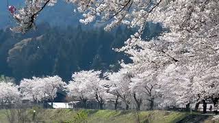 滋賀・高島、安曇川沿いの桜並木　Shiga, Takashima, cherry blossom trees along the Azumi River.　志賀、高島、安曇川沿岸的櫻花樹。