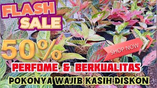 Aglaonema Perfome \u0026 Berkualitas, Tanian Lokal, Pokoknya Wajib Kasih Diskon, Stok Terbatas. Eps 1211