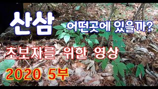 산삼 어떤곳에 있을까? 초보자 산삼채취 산삼 산행 하는 방법  5부 Wild ginseng Where would it be? Part 5