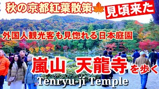 11/25(月)紅葉見頃来た嵐山🍁外国人観光客も見惚れる日本庭園 天龍寺を歩く【4K】Arashiyama Tenryu-ji Temple