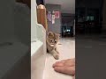 Wait for end 😂 #funny #cat #comedy #shorts #viralvideo