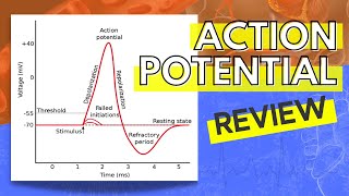 013 A Review of the Action Potential