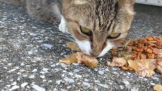 城ヶ島漁港の可愛い白キジのブーツちゃん　朝ごはん🐾