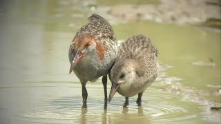 Slaty-breasted Rails at Sharon Farms, Tainan, Taiwan.