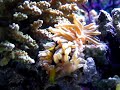 reef life 2 by cubic aquarium systems