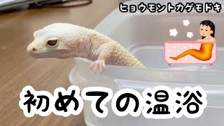 【ヒョウモントカゲモドキ】初めての温浴【151】