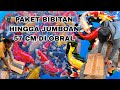 PAKET BIBITAN HINGGA JUMBOAN ‼️antikan kujaku , tanco , kohaku , sanke , karasi corn‼️